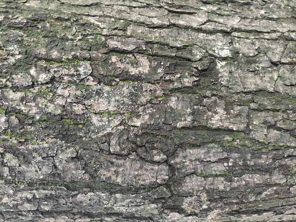 Bark Outermost Layers Stems Roots Woody Plants Plants Bark Include — Stock Photo, Image