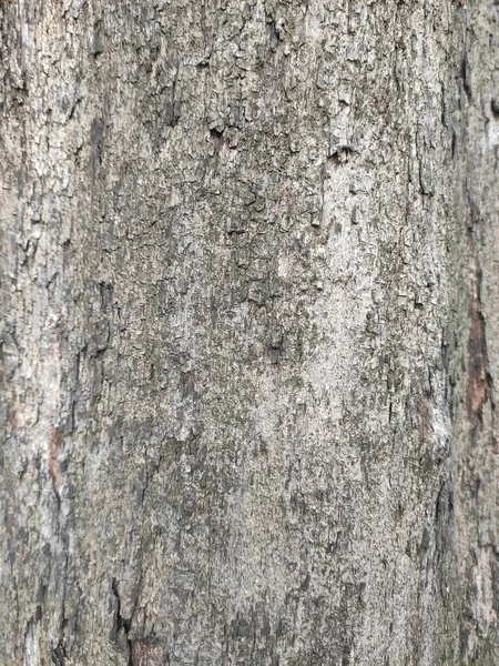 Ağaç Kabuğu Dıştaki Ağaç Gövdesi Odunsu Bitkilerin Kökleridir Kabuklu Bitkiler — Stok fotoğraf