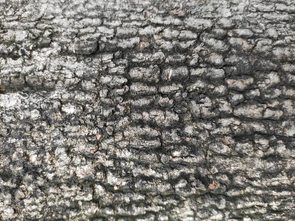 Ağaç kabuğu en dıştaki ağaç gövdesi ve odunsu bitkilerin kökleridir. Kabuklu bitkiler arasında ağaçlar, odunsu sarmaşıklar ve çalılar vardır..