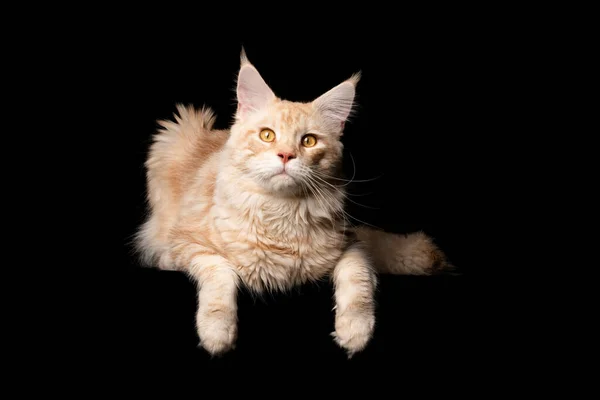 Maine coon cat — Fotografia de Stock