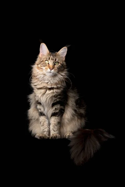 Maine-Coon-Katze — Stockfoto