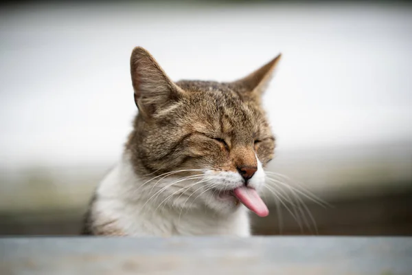 Funny cat portrait — Stock Photo, Image
