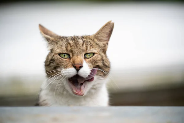 Lustiges Katzenporträt — Stockfoto