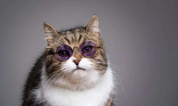 แมวใส่แว่นกันแดด — ภาพถ่ายสต็อก