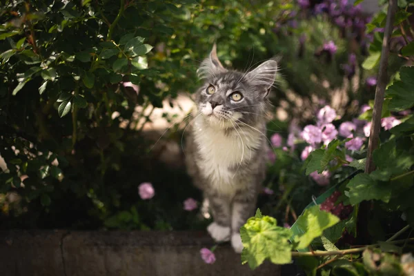 Maine-Coon-Katze — Stockfoto