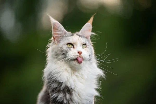 แมวไพน์คูน — ภาพถ่ายสต็อก