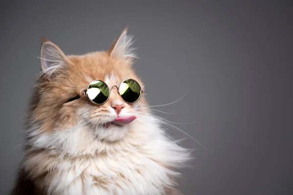 Katze mit Sonnenbrille — Stockfoto