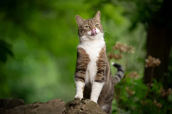 Cat in nature — Stock Photo, Image