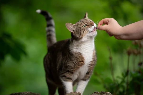 야외에서 먹이를 주는 고양이 — 스톡 사진