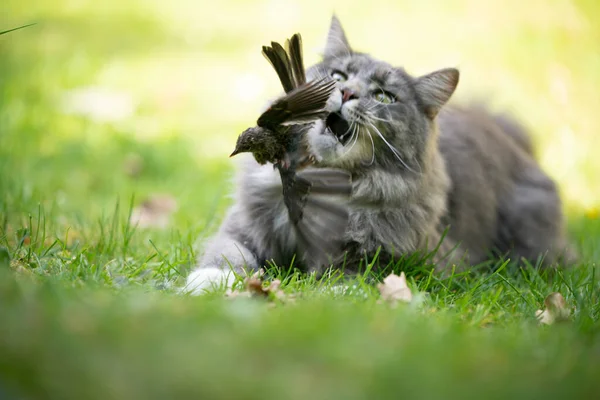 Cat hunting bird — Stock Photo, Image