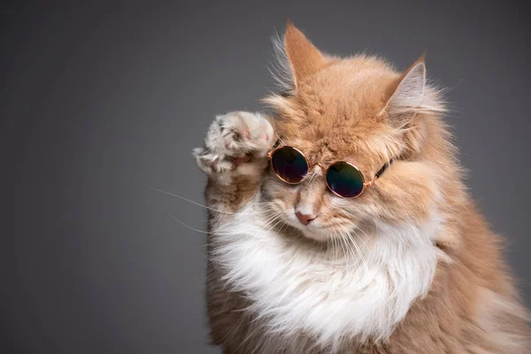 Gato usando óculos de sol — Fotografia de Stock