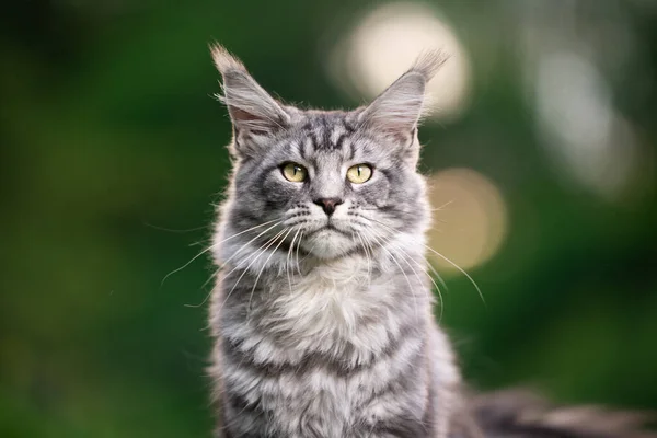 Maine coon kat — Stockfoto