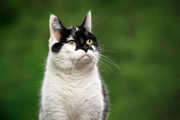 Retrato de gato na natureza — Fotografia de Stock