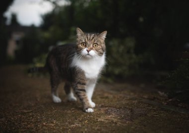 Kedi arka bahçede duruyor.