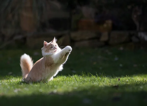 Jogar gato ao ar livre — Fotografia de Stock
