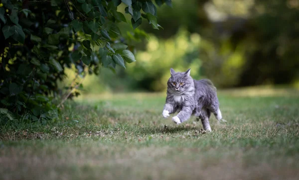 Cat running outdoors on grass — Stock Photo, Image