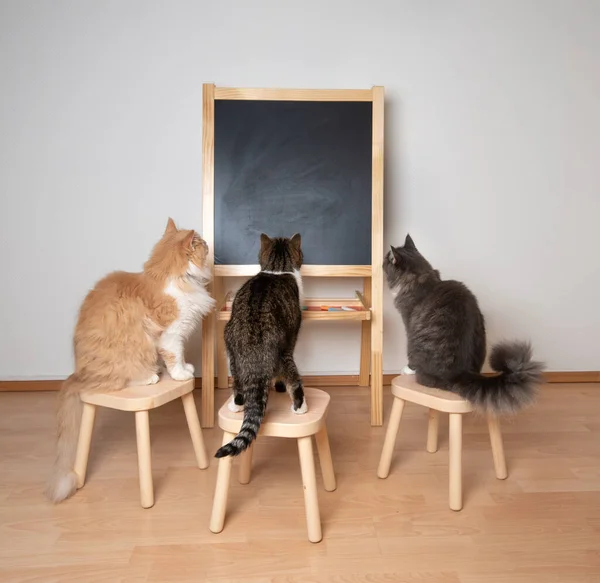 cats looking at black board in school