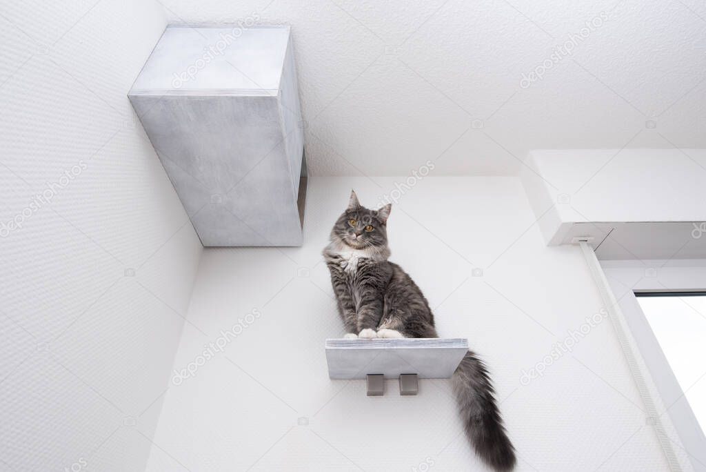 diy Cat furniture pet cave