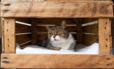 kedi meyve sandığı