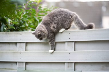 Çitteki kedi