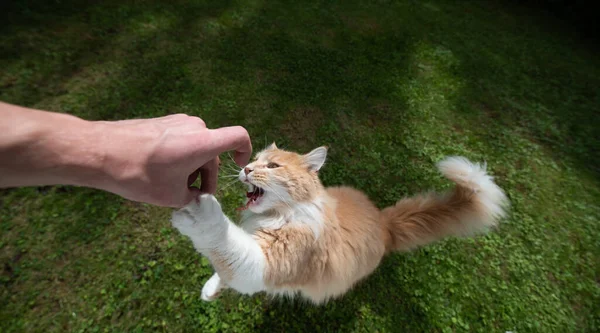 Nourrir le chat avide à l'extérieur — Photo