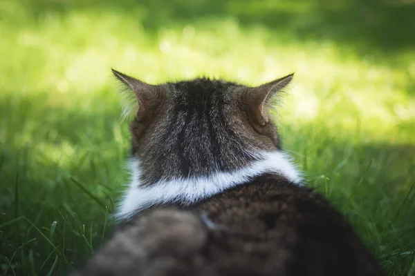 Kočky hlava zadní pohled s ušima složenýma dozadu — Stock fotografie