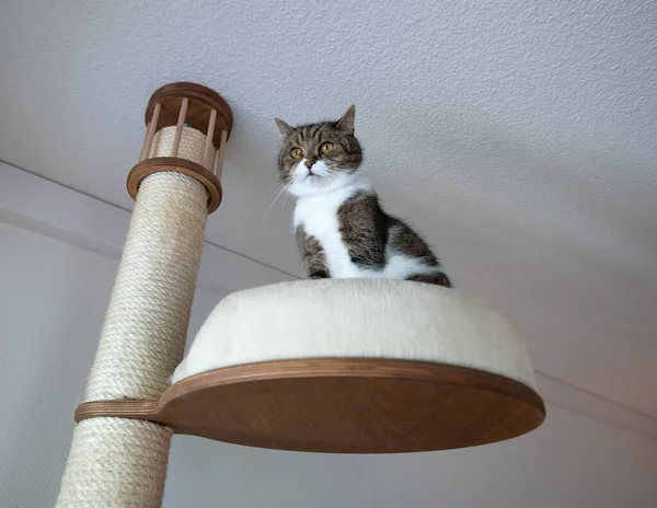 Cat on top of scratching post — Stock Photo, Image