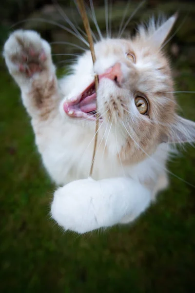 Ao ar livre gato mastigação na lâmina de grama — Fotografia de Stock