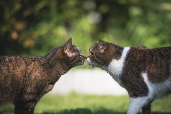 Kissing cats outdoors — Stock Photo, Image