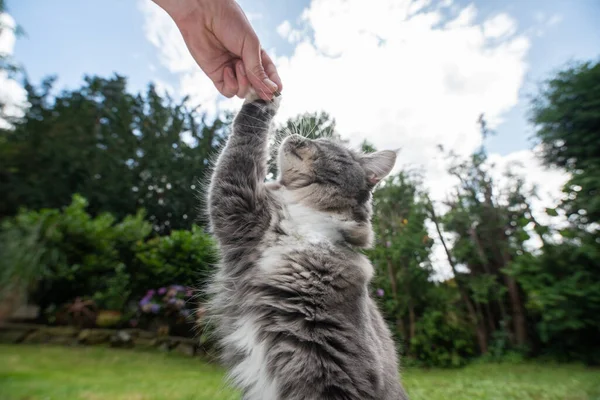 Kediyi dışarıda beslemek — Stok fotoğraf