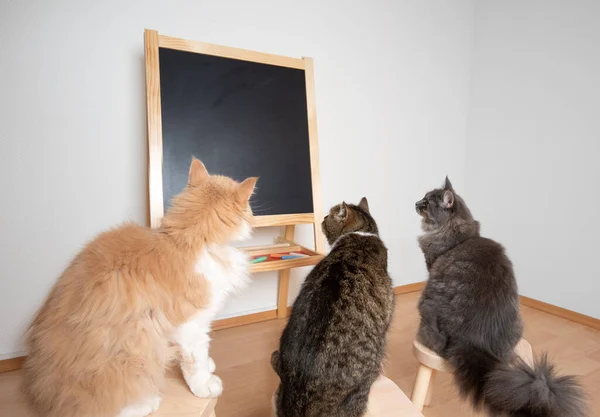 Kediler okulda öğreniyor — Stok fotoğraf
