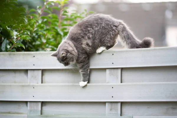 Cat on fence — Stock Photo, Image