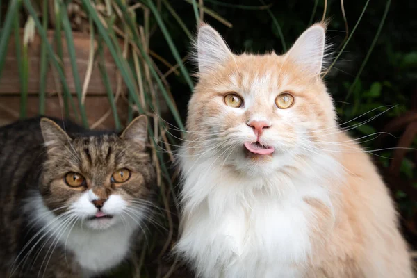 Två olika katter som väntar på godis — Stockfoto