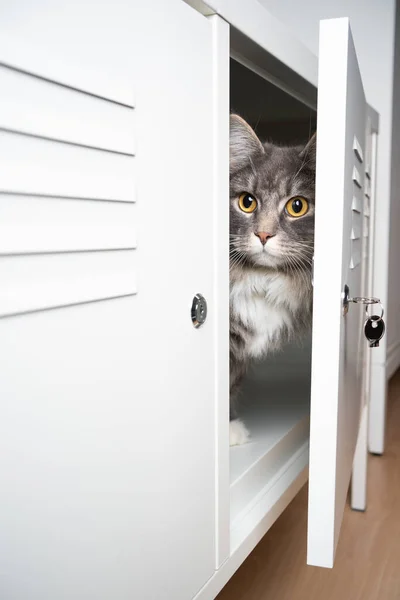 Gato escondido no armário — Fotografia de Stock