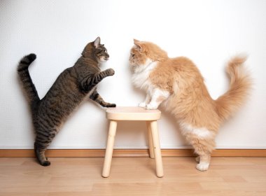Farklı kedi ırkı savaşı - Uzun saçlılara karşı kısa hava