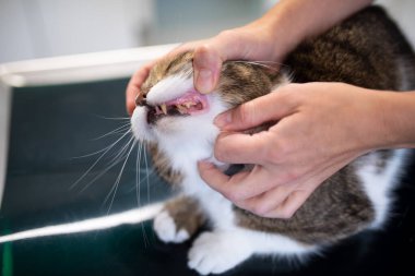 kedi veteriner muayenesi dişleri