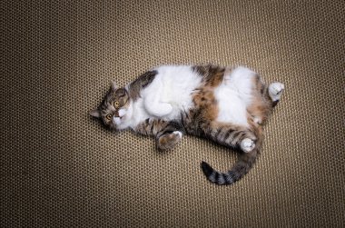 kilolu kedi sırt üstü yatıyor.