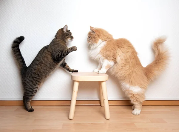 Batalha de raça de gato diferente - longhair vs shorthair — Fotografia de Stock
