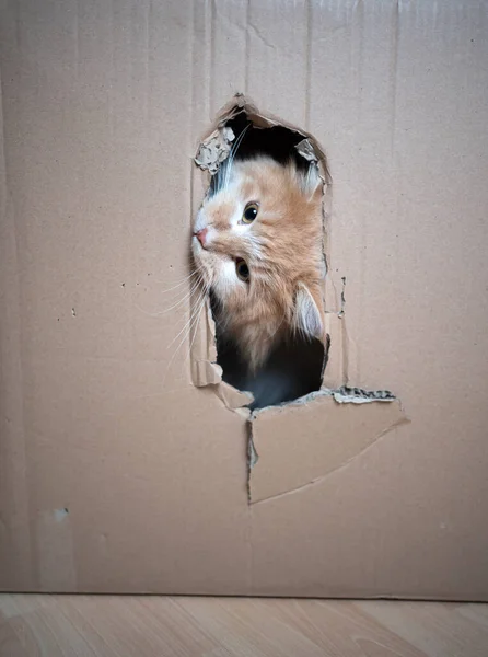 Cat cardboard box fun — Stock Photo, Image