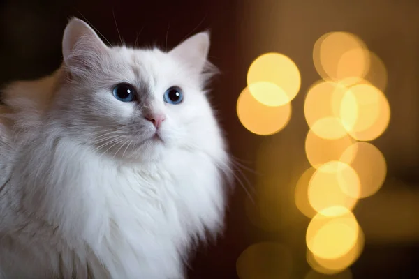 Gato branco com luzes de Natal — Fotografia de Stock