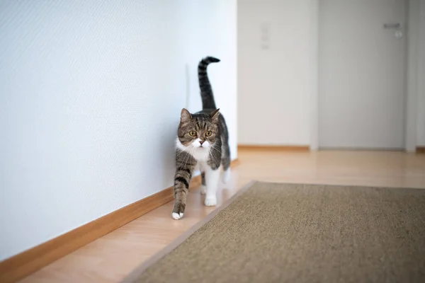 Kedi koridorda, halının yanında. — Stok fotoğraf