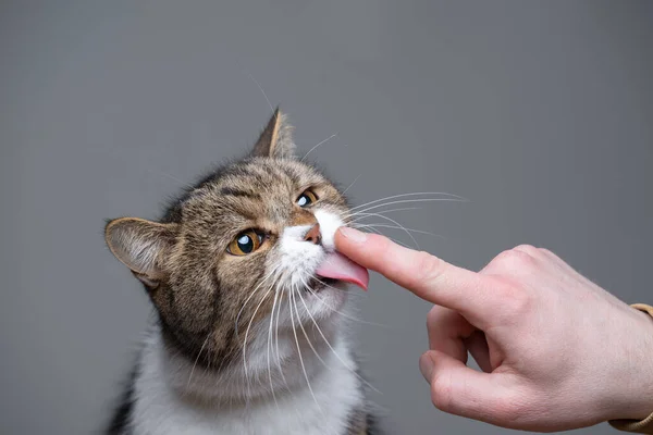 Gato lambendo dedo — Fotografia de Stock