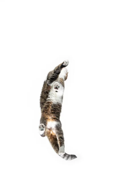 Spodní pohled na chodící kočku — Stock fotografie