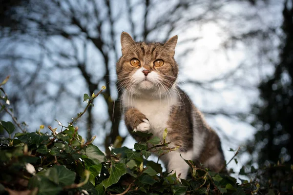 Katt i naturen — Stockfoto