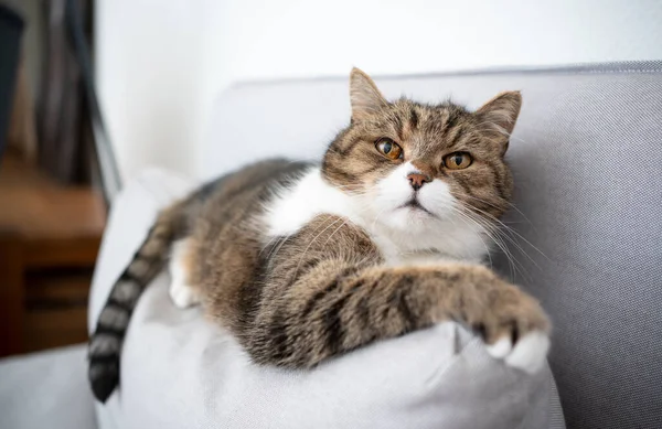 Gatto sul divano — Foto Stock