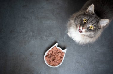 Aç kedi ve kedi maması