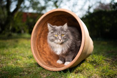 kedi çiçek saksısı