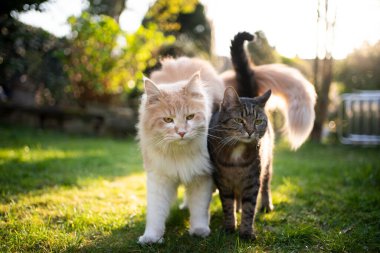 Dışarıda iki farklı kedi var.