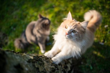 Kedi ağaca tırmanıyor.