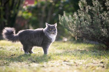 Güneş ışığındaki kedi